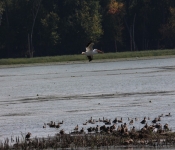 MNRiverPelicans 2014 09 031